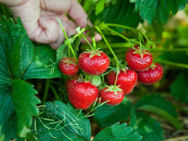 Strawberry Picking Places in New York City