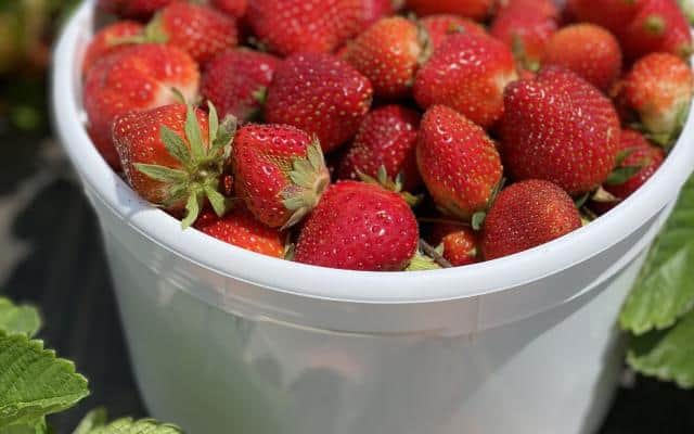 Strawberry Picking Places In Newport News Virginia 