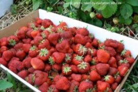 Strawberry Picking Places in Noblesville Indiana