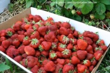 Strawberry Picking Places in Noblesville Indiana