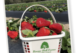 Strawberry Picking Places in North Charleston South Carolina