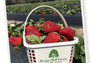 Strawberry Picking Places in North Charleston South Carolina