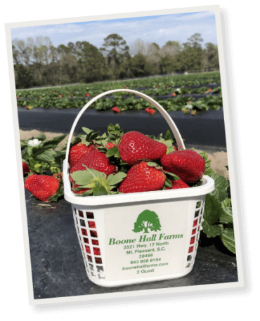 Strawberry Picking Places in North Charleston South Carolina