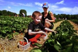 Strawberry Picking Places in Norwalk Connecticut