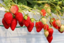 Strawberry Picking Places in Oklahoma City Oklahoma