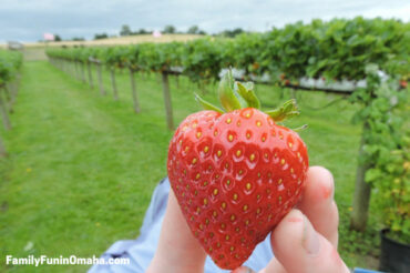 Strawberry Picking Places in Omaha Nebraska