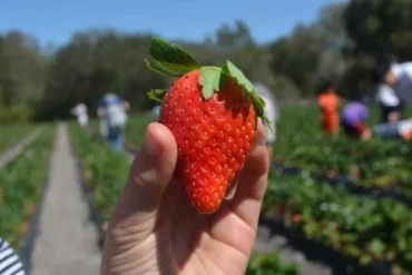 Strawberry Picking Places in Orlando Florida