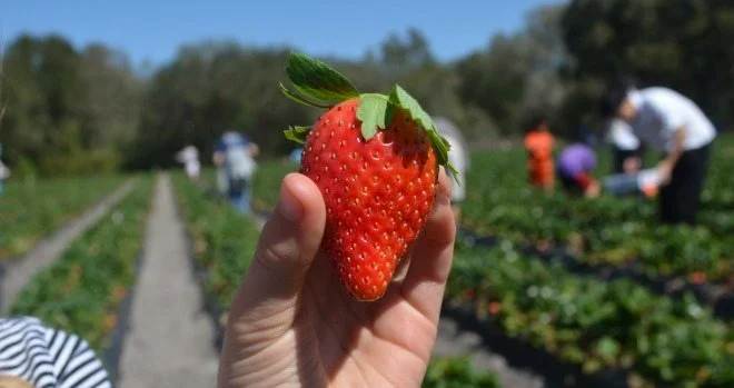 Strawberry Picking Places in Orlando Florida