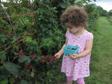 Strawberry Picking Places in Pawtucket Rhode Island