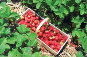 Strawberry Picking Places in Providence Rhode Island