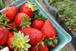 Strawberry Picking Places in Riverview Florida