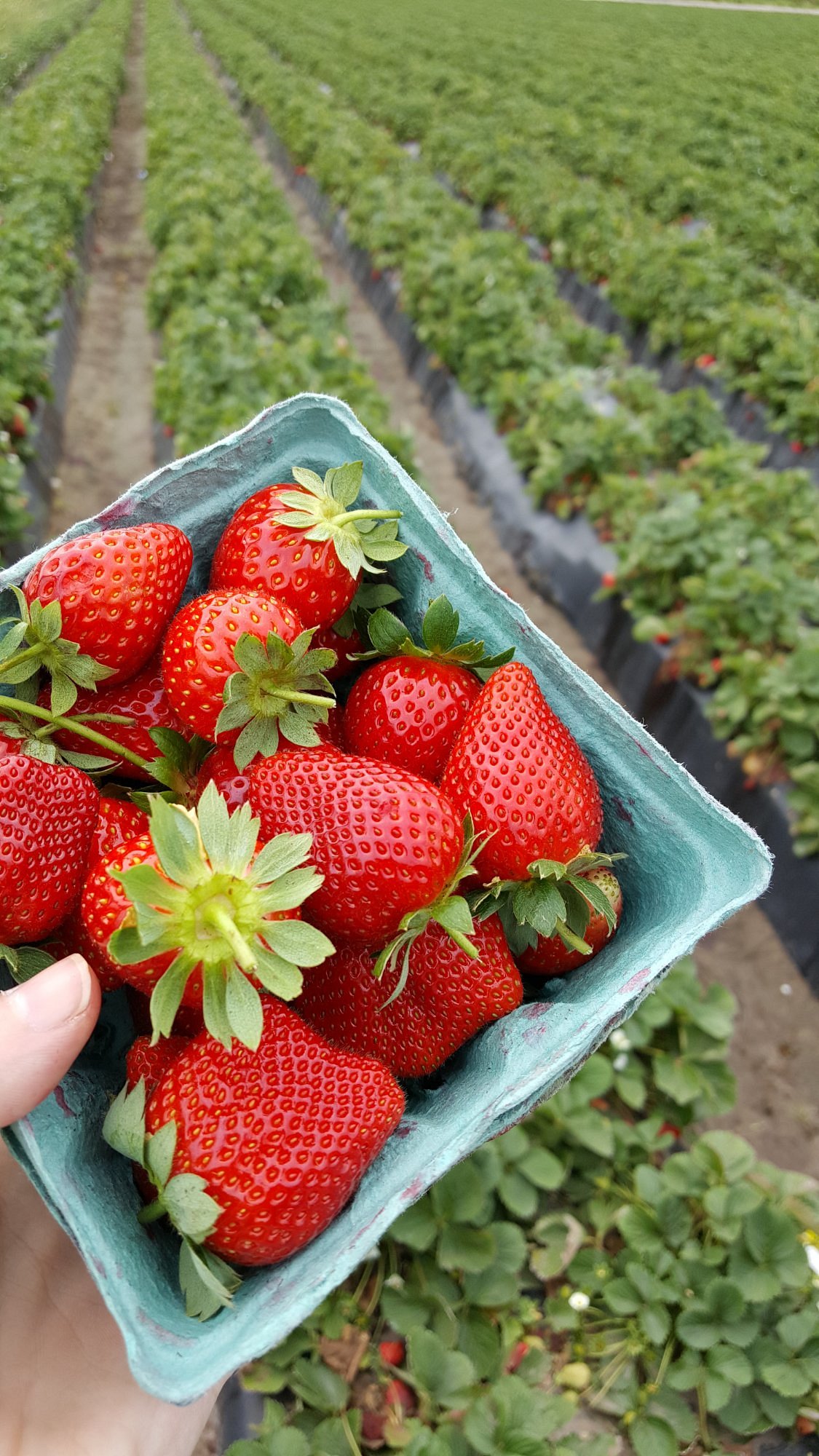 Strawberry Picking Places in Riverview Florida