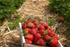 Strawberry Picking Places in Rochester New York