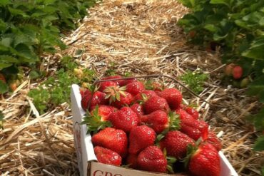 Strawberry Picking Places in Rochester New York