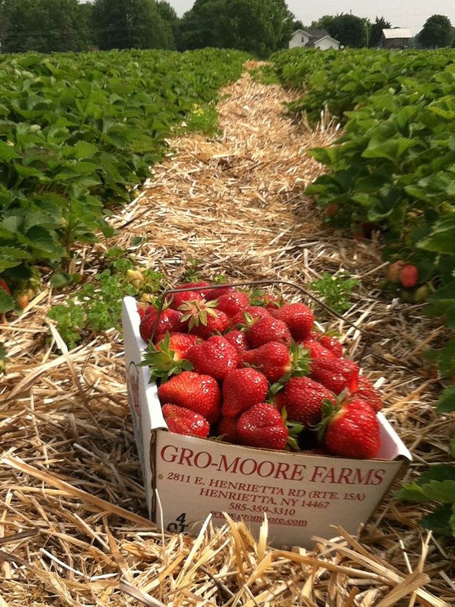 Strawberry Picking Places in Rochester New York