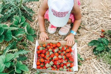 Strawberry Picking Places in Rockville Maryland