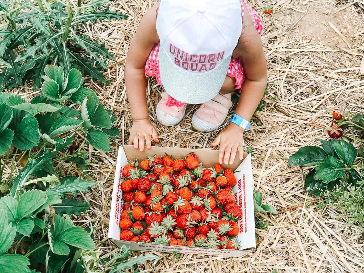 Strawberry Picking Places in Rockville Maryland