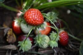 Strawberry Picking Places in Salem Oregon