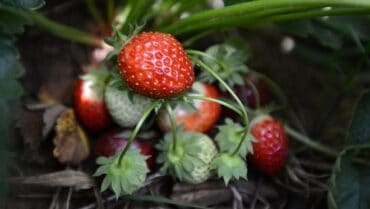 Strawberry Picking Places in Salem Oregon