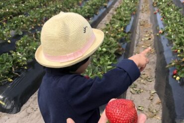 Strawberry Picking Places in Schaumburg Illinois