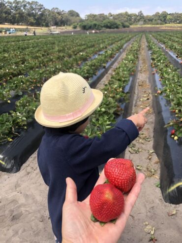 Strawberry Picking Places in Schaumburg Illinois