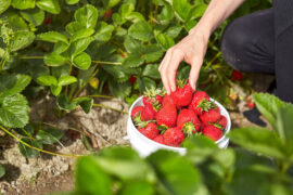 Strawberry Picking Places in Skokie Illinois