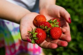 Strawberry Picking Places in South Bend Indiana