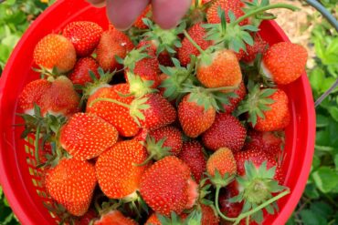 Strawberry Picking Places in Springfield Illinois