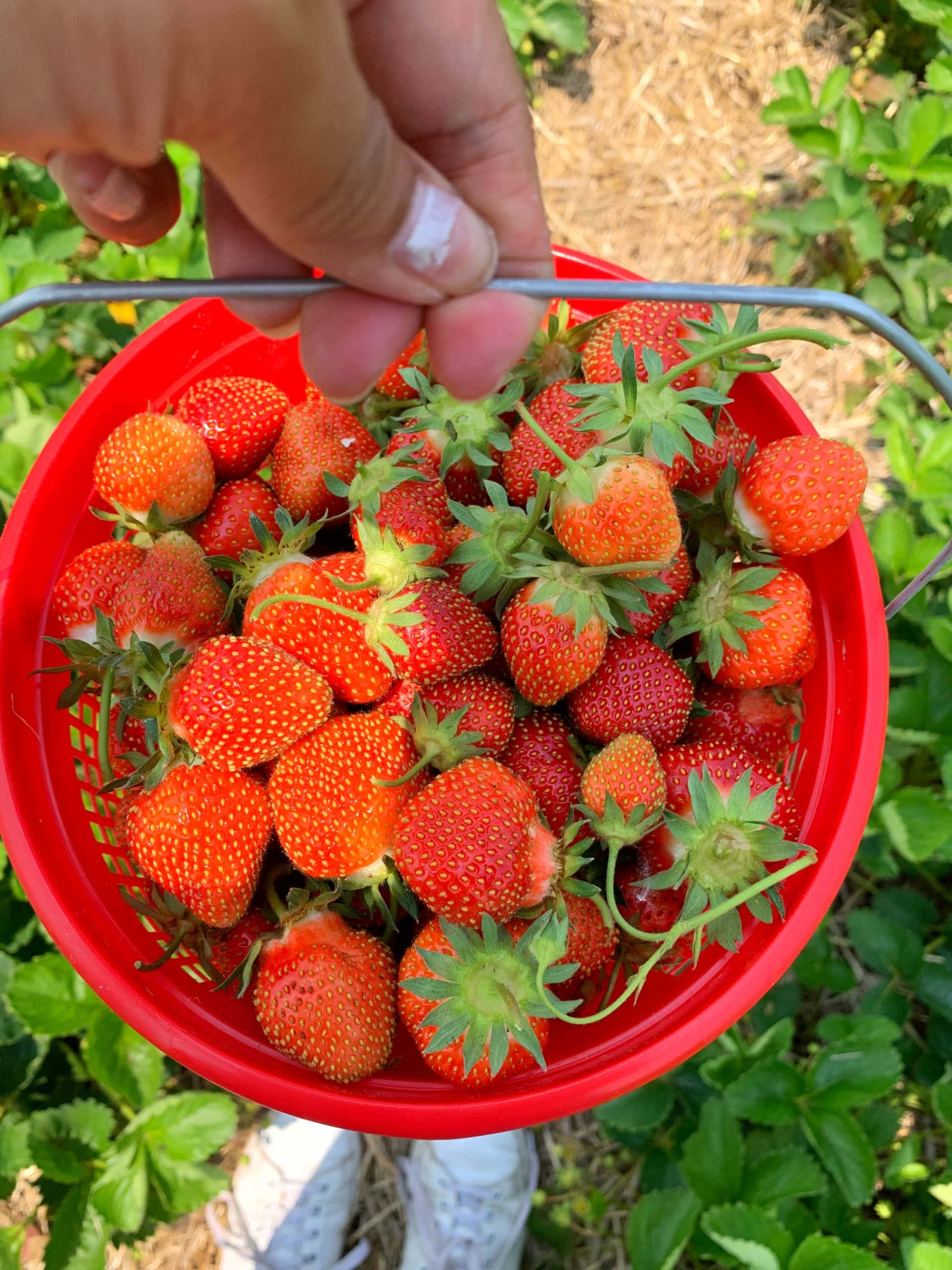 Strawberry Picking Places in Springfield Illinois