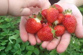 Strawberry Picking Places in St. Paul Minnesota