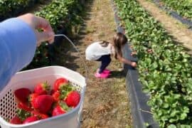 Strawberry Picking Places in Suffolk Virginia