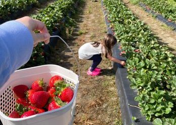 Strawberry Picking Places in Suffolk Virginia