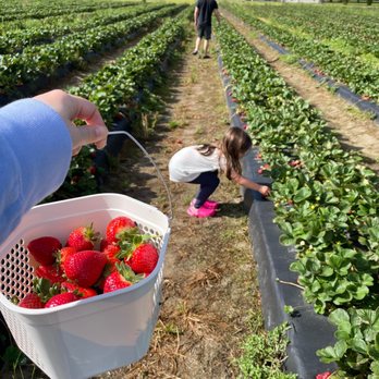 Strawberry Picking Places in Suffolk Virginia