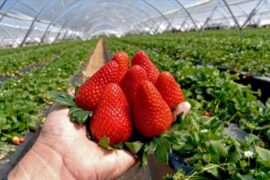 Strawberry Picking Places in Sunrise Florida