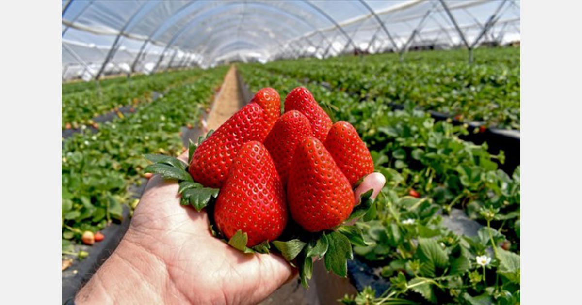 Strawberry Picking Places in Sunrise Florida