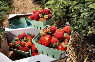 Strawberry Picking Places in Syracuse New York