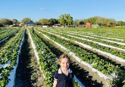 Strawberry Picking Places in Tamarac Florida