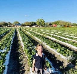 Strawberry Picking Places in Tamarac Florida