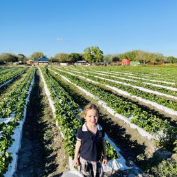 Strawberry Picking Places in Tamarac Florida