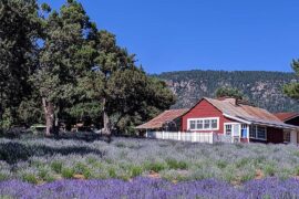 Strawberry Picking Places in Tucson Arizona