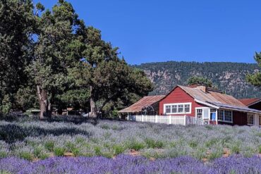 Strawberry Picking Places in Tucson Arizona