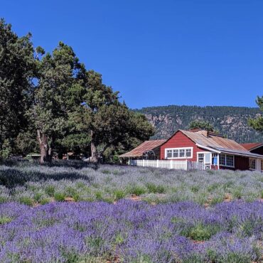 Strawberry Picking Places in Tucson Arizona