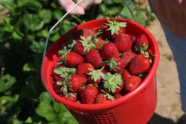 Strawberry Picking Places in Tulsa Oklahoma