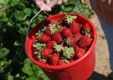 Strawberry Picking Places in Tulsa Oklahoma