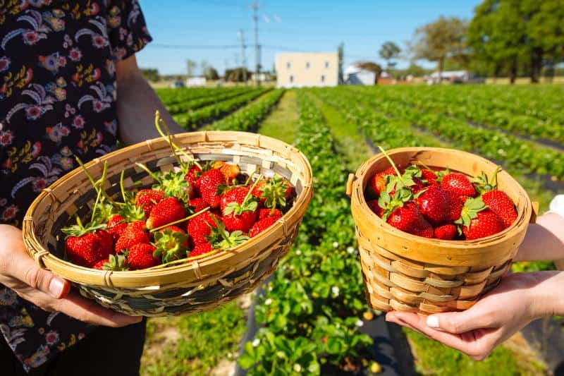Best Strawberry Picking Places in Virginia Beach Virginia