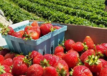 Strawberry Picking Places in Waldorf Maryland