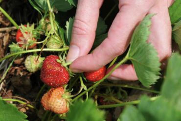 Strawberry Picking Places in Waterbury Connecticut