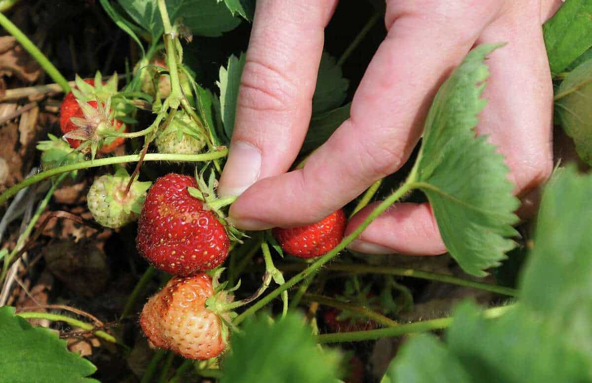 Strawberry Picking Places In Waterbury Connecticut 
