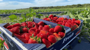 Strawberry Picking Places in Wesley Chapel Florida