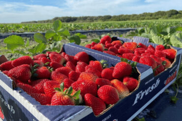 Strawberry Picking Places in Wesley Chapel Florida